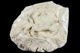 Fossil Crab (Potamon) Preserved in Travertine - Turkey #121385-2
